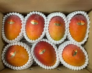 アップルマンゴー2kg(7~8⽟)【家庭⽤】(送料・税込)7月初旬頃より順次発送致します。